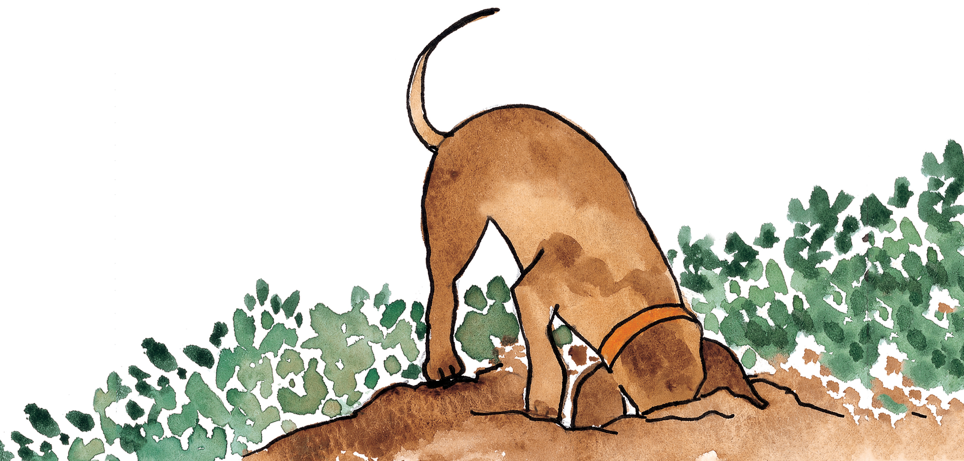 Dog Burying A Bone Storyweaver