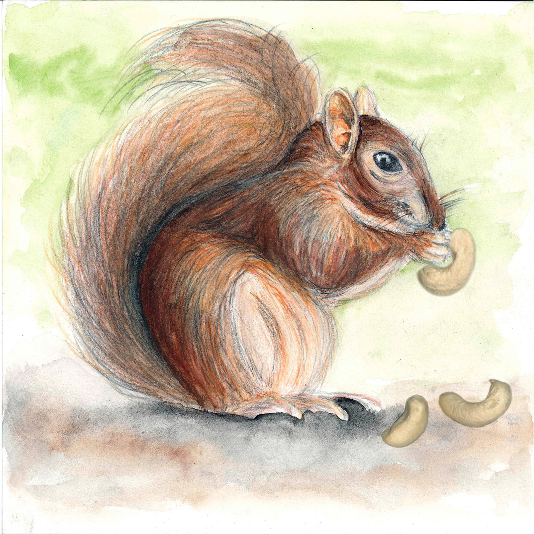 squirrel watercolor, pencil | Stable Diffusion