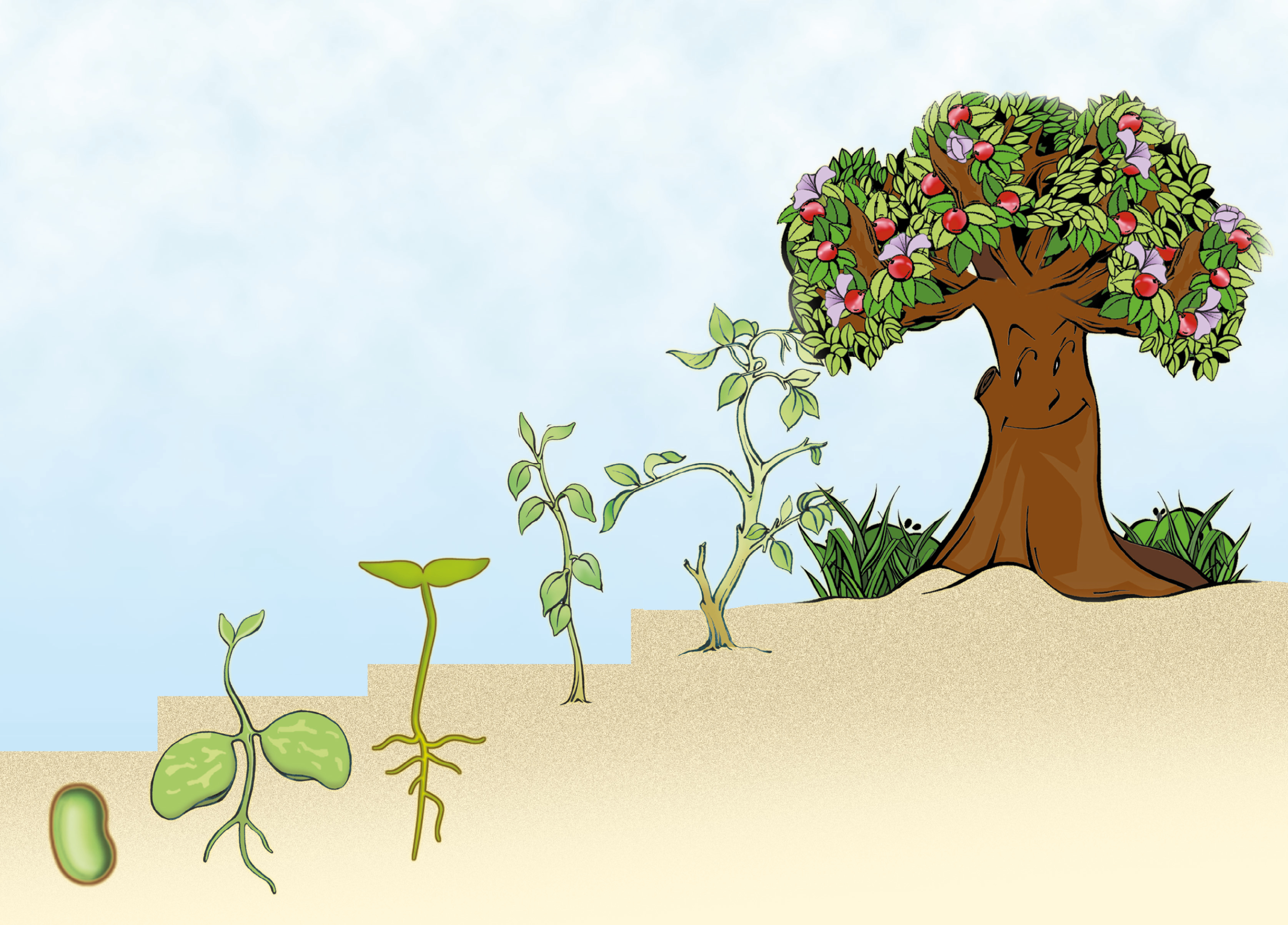 A Tree In Different Stages Of Its Growth Storyweaver