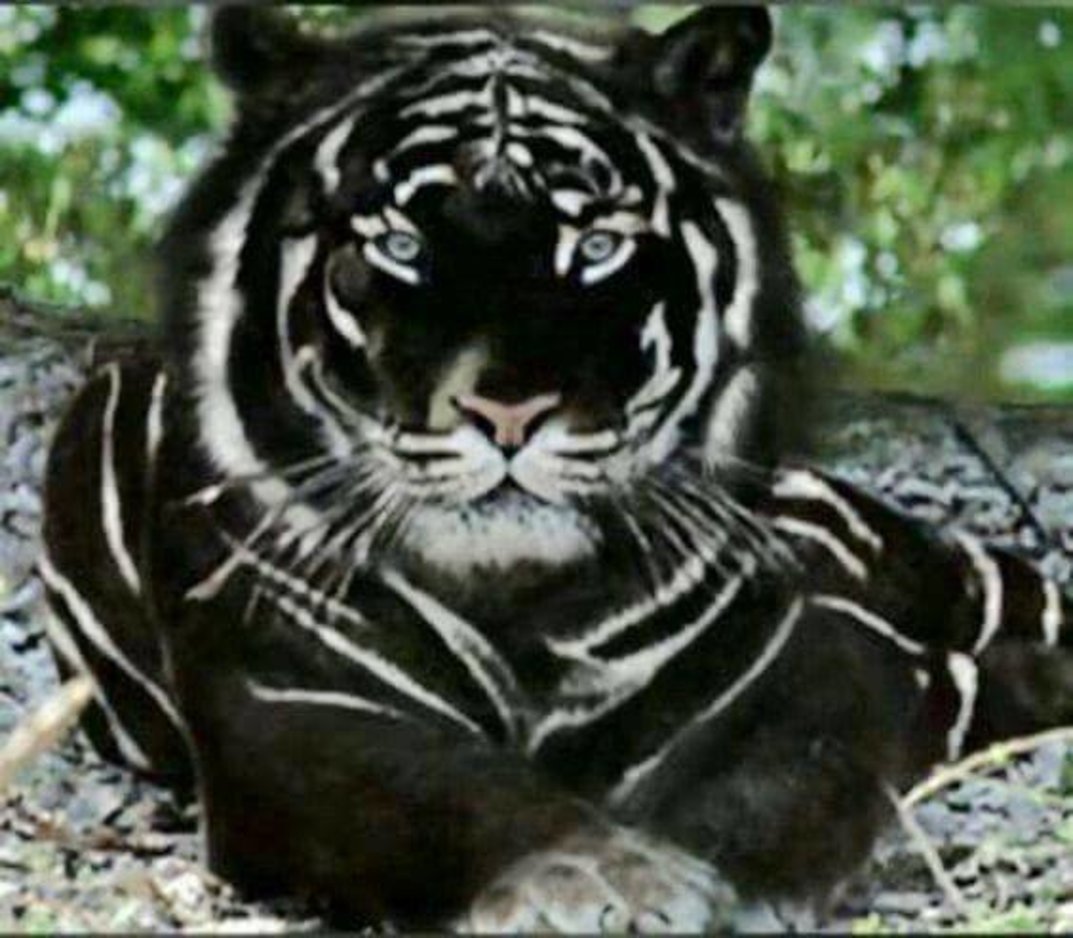 Black Tiger - StoryWeaver