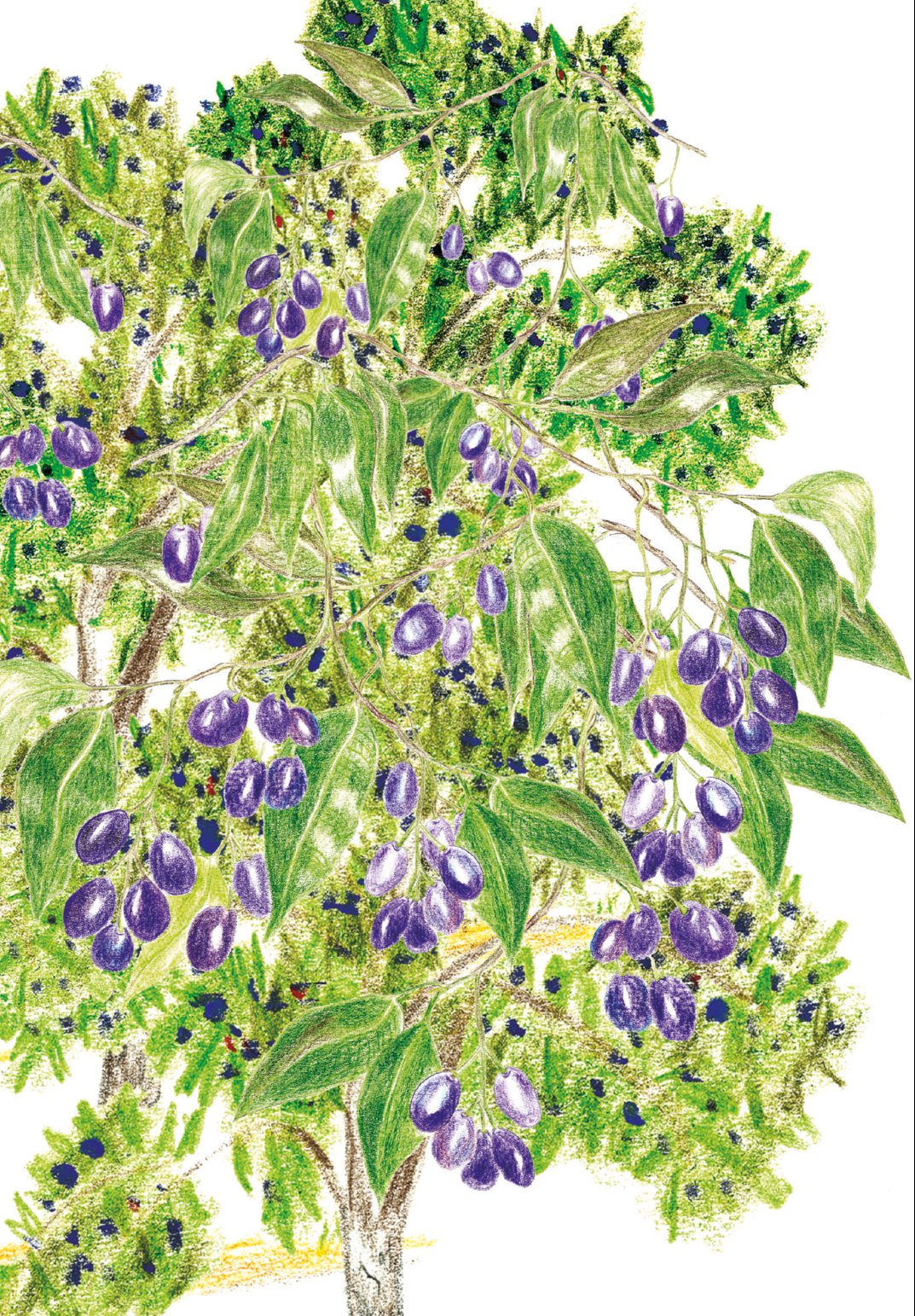 4800x900px | free download | HD wallpaper: syzigium, cumini, jamun tree,  blackberry tree, india, organic | Wallpaper Flare